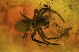 Detailed Fossil Spiders (Aranea) In Baltic Amber #81674-1